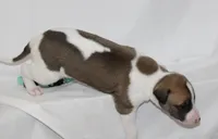 COCOA-WHIPPET AKC, a female Whippet for sale in Bells, TX – 1 of 5