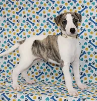 JACE-AKC, a male Whippet for sale in Bells, TX – 5 of 6