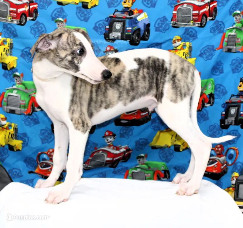 JACE-AKC – Whippet puppy for sale in Bells, TX