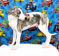 JACE-AKC, a male Whippet for sale in Bells, TX – 2 of 9
