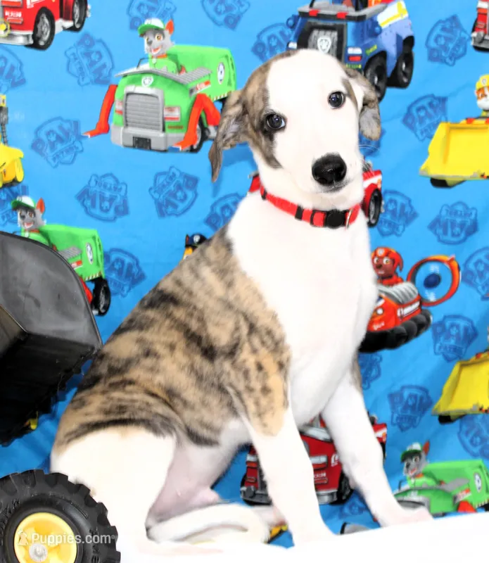 ZORY-AKC – Whippet puppy for sale in Bells, TX