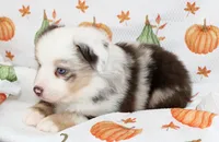TOY ROWDY-ASDR BLUE EYES, a male Miniature Australian Shepherd and Toy Australian Shepherd for sale in Bells, TX – 4 of 10