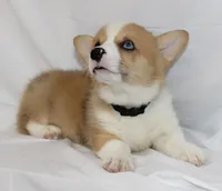 JULY-BLUE EYES , a male Pembroke Welsh Corgi for sale in Bells, TX – 3 of 10