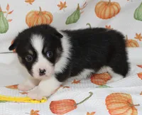 PENNY, a female Pembroke Welsh Corgi for sale in Bells, TX – 2 of 5