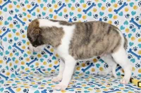 ZUKE-AKC, a female Whippet for sale in Bells, TX – 6 of 6