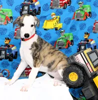 ZORY-AKC, a male Whippet for sale in Bells, TX – 2 of 10