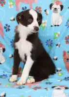 BOONE-TOY ASDR VACCINATIONS COMPLETE, a male Toy Australian Shepherd for sale in Bells, TX – 2 of 9