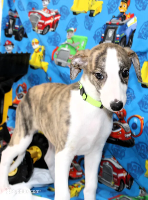 ZUKE-AKC – Whippet puppy for sale in Bells, TX