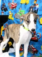 ZUKE-AKC, a male Whippet for sale in Bells, TX – 4 of 10