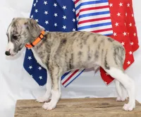 RORY-AKC, a male Whippet for sale in Bells, TX – 5 of 9