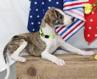ZUKE-AKC, a male Whippet for sale in Bells, TX – 7 of 10