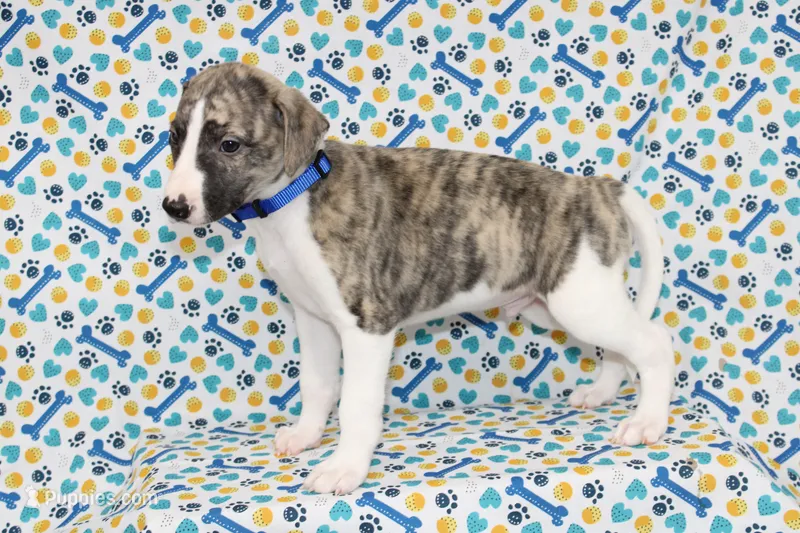 CHASE-AKC – Whippet puppy for sale in Bells, TX