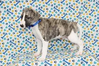 CHASE-AKC, a male Whippet for sale in Bells, TX – 1 of 5