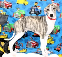 ACE-AKC, a male Whippet for sale in Bells, TX – 4 of 10