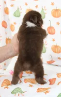 TOY AUSSIE RUBY JUNE-ASDR, a male Toy Australian Shepherd for sale in Bells, TX – 3 of 4