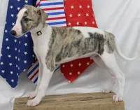 JACE-AKC, a male Whippet for sale in Bells, TX – 8 of 9