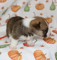 TESSIE, a female Pembroke Welsh Corgi for sale in Bells, TX – 2 of 5