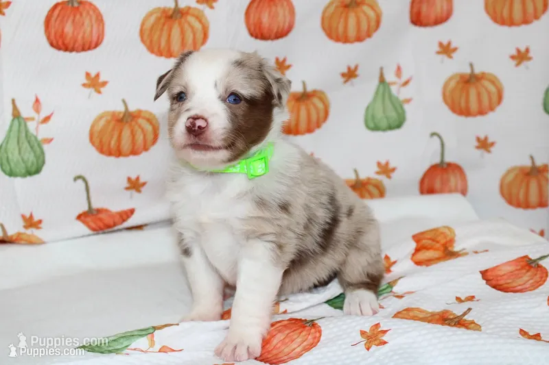 TOY AUSSIE HATTIE MAE-ASDR, a male Toy Australian Shepherd for sale in Bells, TX – 1 of 7
