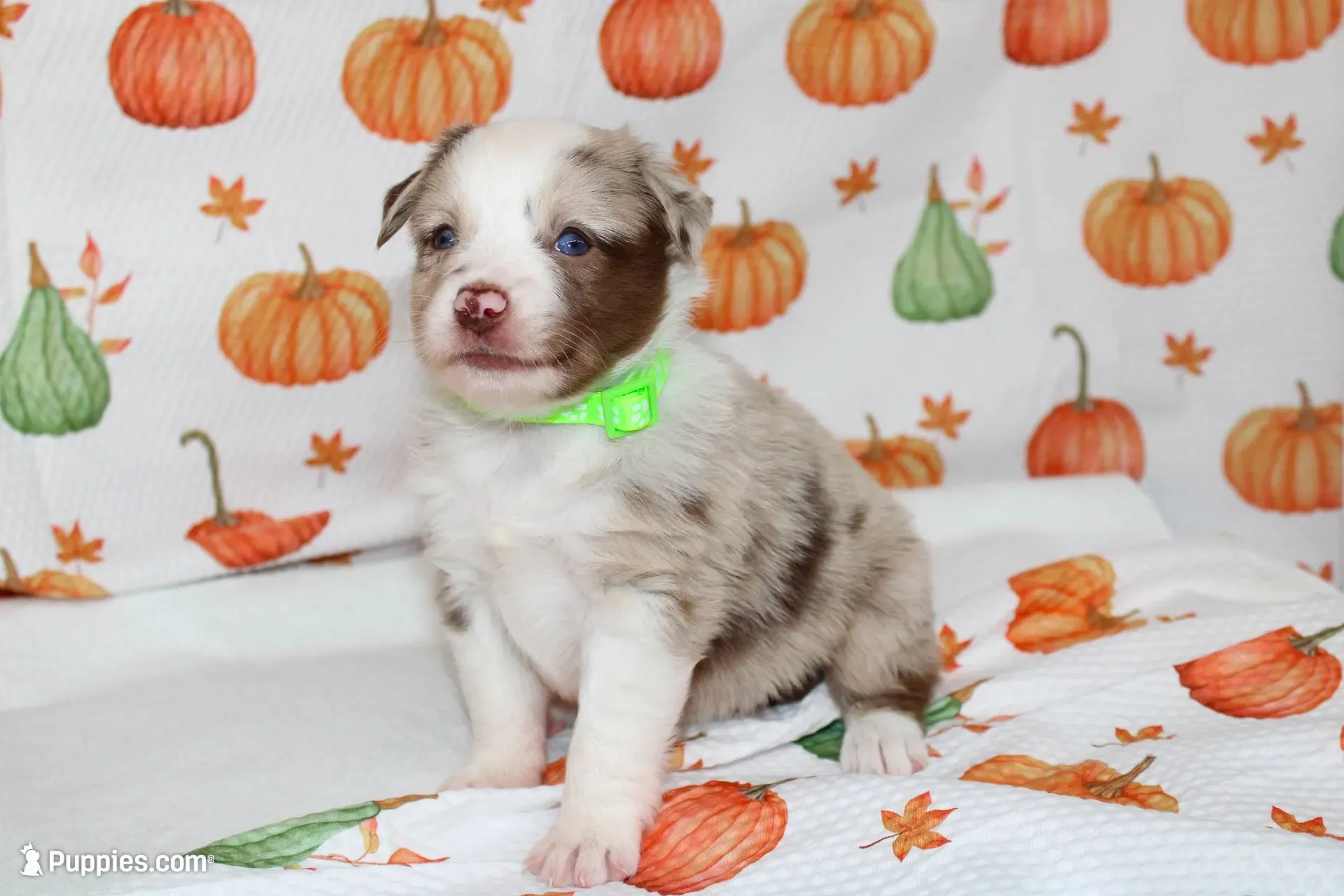 TOY AUSSIE HATTIE MAE-ASDR, a male Toy Australian Shepherd for sale in Bells, TX – 1 of 7