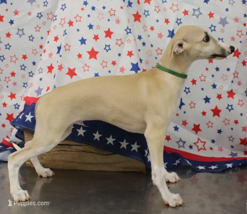 COLORADO-AKC – Whippet puppy for sale in Bells, TX