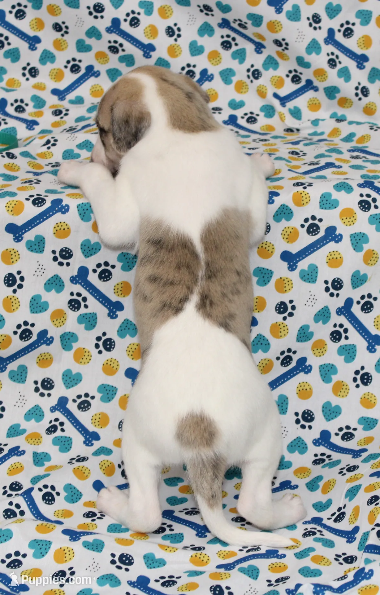 LORI-AKC – Whippet Puppy for Sale in Bells, TX | Puppies.com