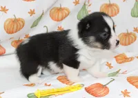 PENNY, a female Pembroke Welsh Corgi for sale in Bells, TX – 3 of 5