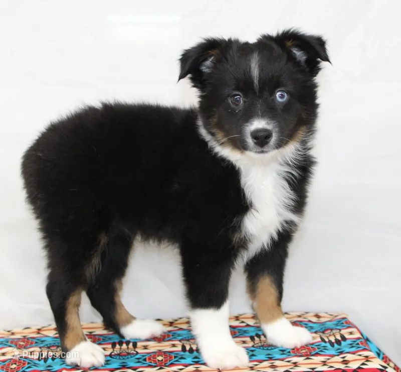 CASIE-MINI AUSSIE  ASDR – Miniature Australian Shepherd puppy for sale in Bells, TX