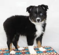 CASIE-MINI AUSSIE  ASDR, a female Miniature Australian Shepherd for sale in Bells, TX – 1 of 9