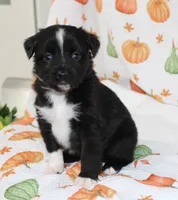 TOY AUSSIE JOSIE PEARL-ASDR, a male Toy Australian Shepherd for sale in Bells, TX – 2 of 5