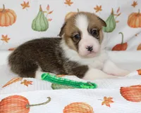 BIRDIE, a female Pembroke Welsh Corgi for sale in Bells, TX – 3 of 6