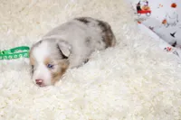 TUCKER-ASDR BLUE EYES, a female Miniature Australian Shepherd and Toy Australian Shepherd for sale in Bells, TX – 6 of 7