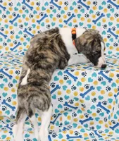 GRACIE-AKC, a female Whippet for sale in Bells, TX – 4 of 5