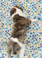 ZORY-AKC, a female Whippet for sale in Bells, TX – 4 of 5