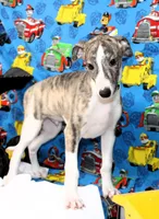 TRACE-AKC, a male Whippet for sale in Bells, TX – 5 of 10