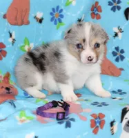 FREEDOM -BLUE EYES, a female Pembroke Welsh Corgi for sale in Bells, TX – 2 of 5