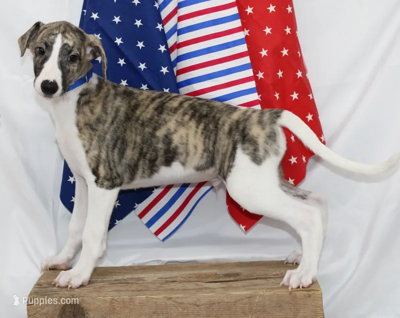 CHASE-AKC – Whippet puppy for sale in Bells, TX