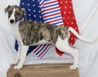 CHASE-AKC, a male Whippet for sale in Bells, TX – 6 of 10