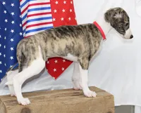 TRACE-AKC, a male Whippet for sale in Bells, TX – 9 of 10