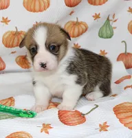 BIRDIE, a female Pembroke Welsh Corgi for sale in Bells, TX – 5 of 6