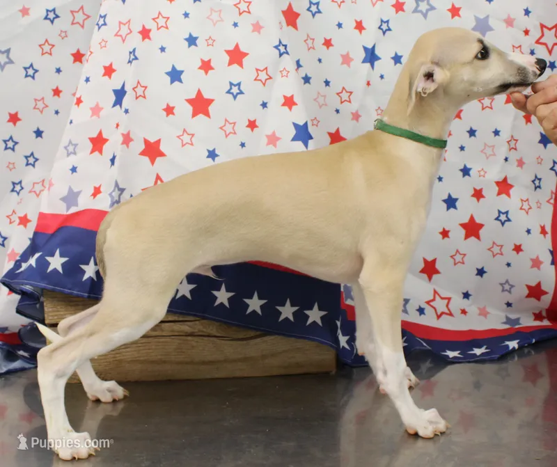 COLORADO-AKC – Whippet puppy for sale in Bells, TX