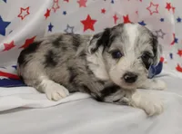 JEWEL-TOY AUSSIEDOODLE, a female Poodle - Toy  and Toy Australian Shepherd for sale in Bells, TX – 5 of 6