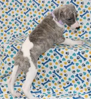 MAISIE-AKC BLUE BRINDLE BLUE EYES, a female Whippet for sale in Bells, TX – 2 of 7