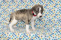 TRACE-AKC, a male Whippet for sale in Bells, TX – 4 of 5