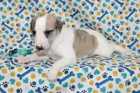 LORI-AKC, a female Whippet for sale in Bells, TX – 6 of 7