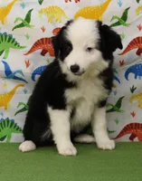SAGE-ASDR, a female Miniature Australian Shepherd for sale in Bells, TX – Photo 5 of 10