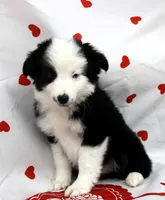 SAGE-ASDR, a female Miniature Australian Shepherd for sale in Bells, TX – Photo 10 of 10