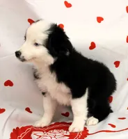 SAGE-ASDR, a female Miniature Australian Shepherd for sale in Bells, TX – Photo 8 of 10