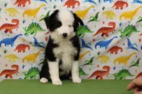 SAGE-ASDR, a female Miniature Australian Shepherd for sale in Bells, TX – Photo 4 of 10
