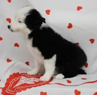 SAGE-ASDR, a female Miniature Australian Shepherd for sale in Bells, TX – Photo 7 of 10