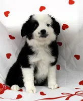 SAGE-ASDR, a female Miniature Australian Shepherd for sale in Bells, TX – Photo 6 of 10